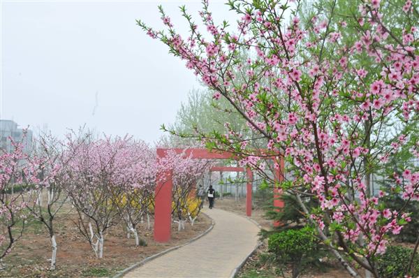 想在山東學(xué)習(xí)海事專業(yè)？為什么不選擇青島海洋技師學(xué)院呢？