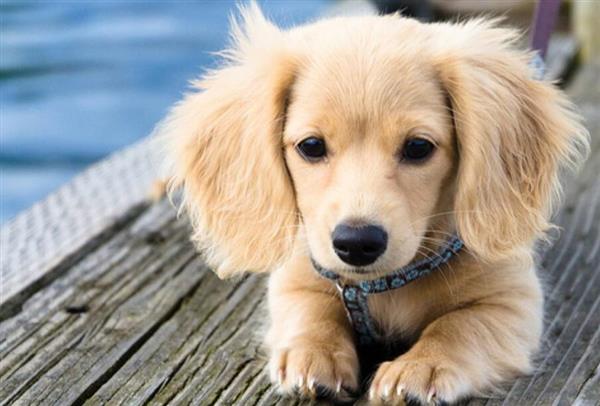 喜歡寵物？想做獸醫(yī)？就選邢臺(tái)現(xiàn)代職業(yè)學(xué)校！